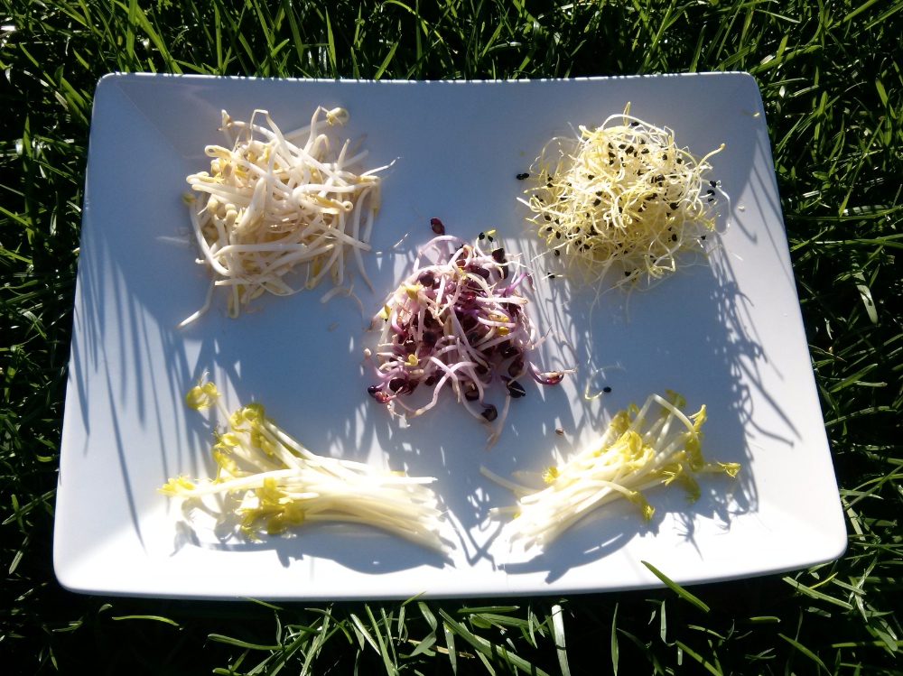 germogli alimentazione