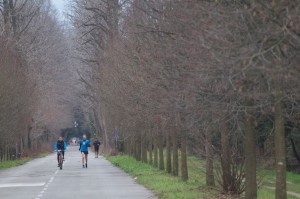 viale dei tigli, Viareggio