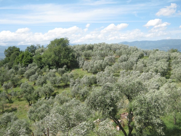 gara a montecatini