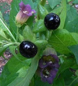 proprietà benefiche della Belladonna