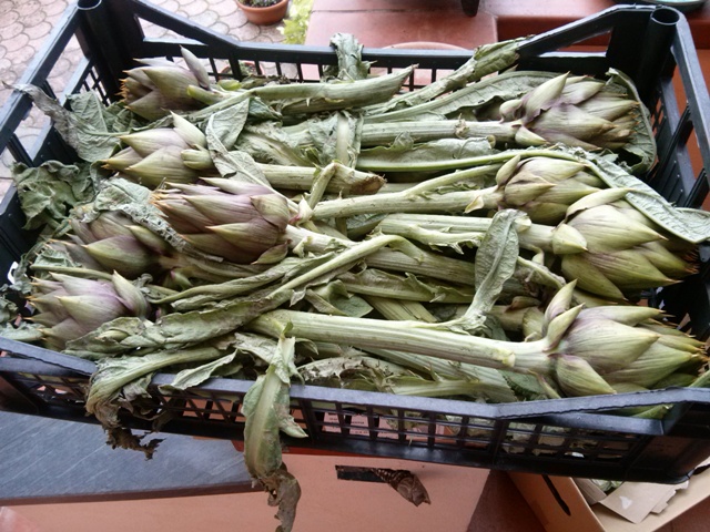 carciofo proprietà
