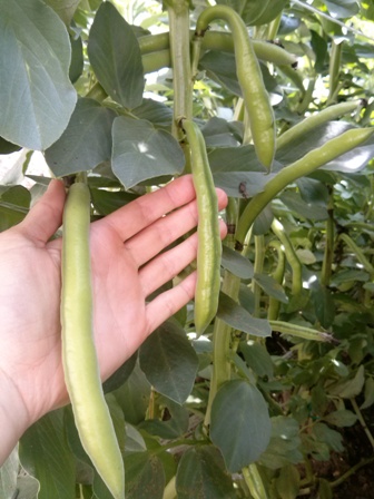 fava legume