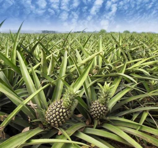 Ananas nella dieta dimagrante