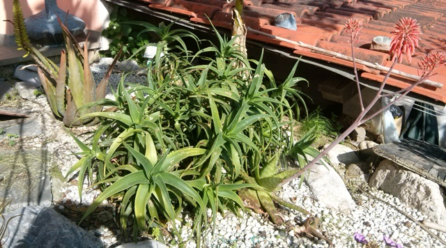 Aloe pianta curativa