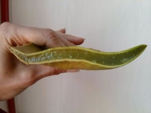 Aloe pianta curativa