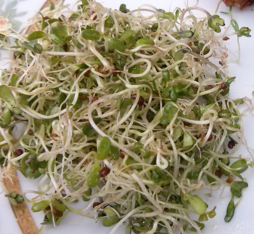 coltivare germogli in casa