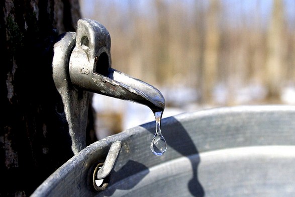 sciroppo d'acero sport