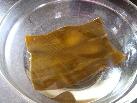 alga kombu