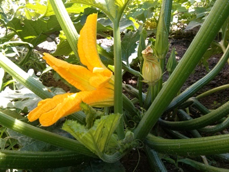 zucchine benefici