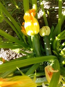 zucchine benefici