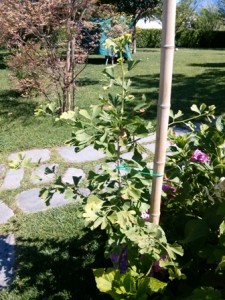 ginkgo biloba benefici