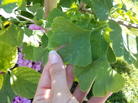 ginkgo biloba benefici