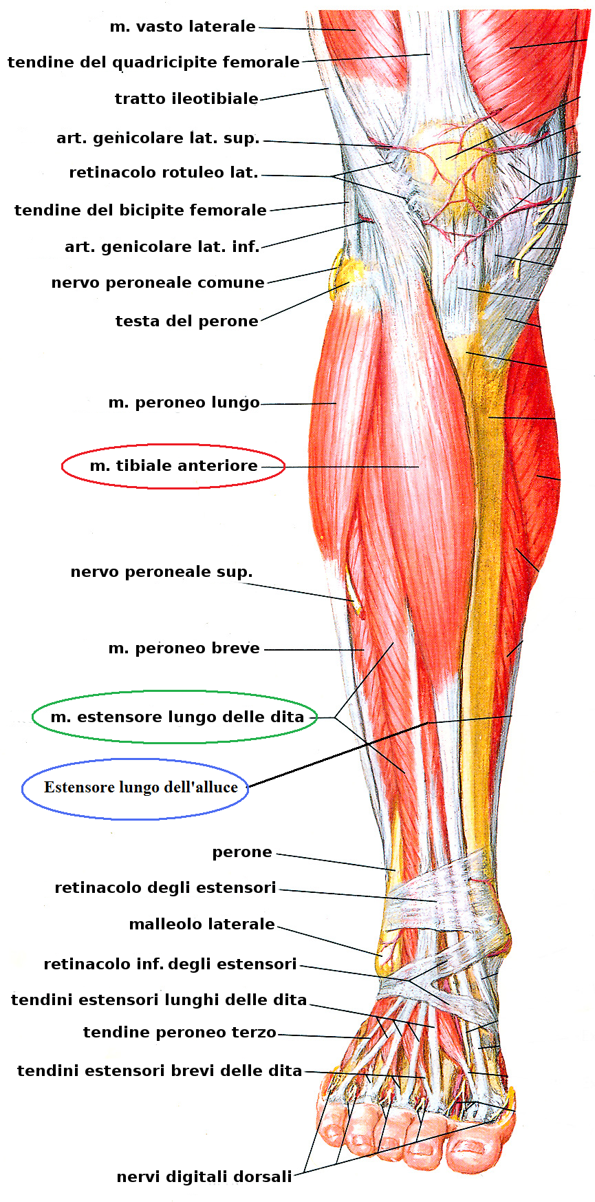 muscoli gamba1