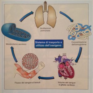 max-consumo-di-ossigeno