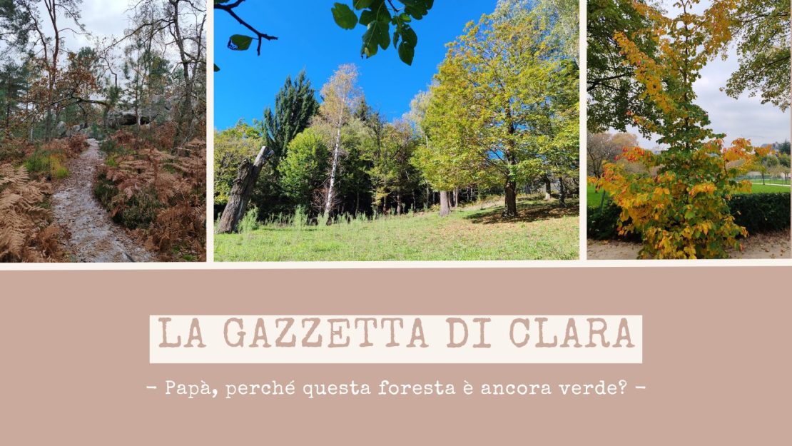 il colore delle foglie